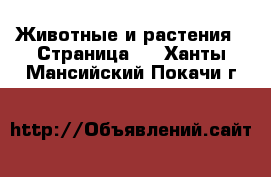  Животные и растения - Страница 8 . Ханты-Мансийский,Покачи г.
